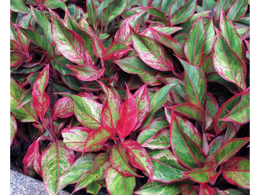 Аглаонема пестрая