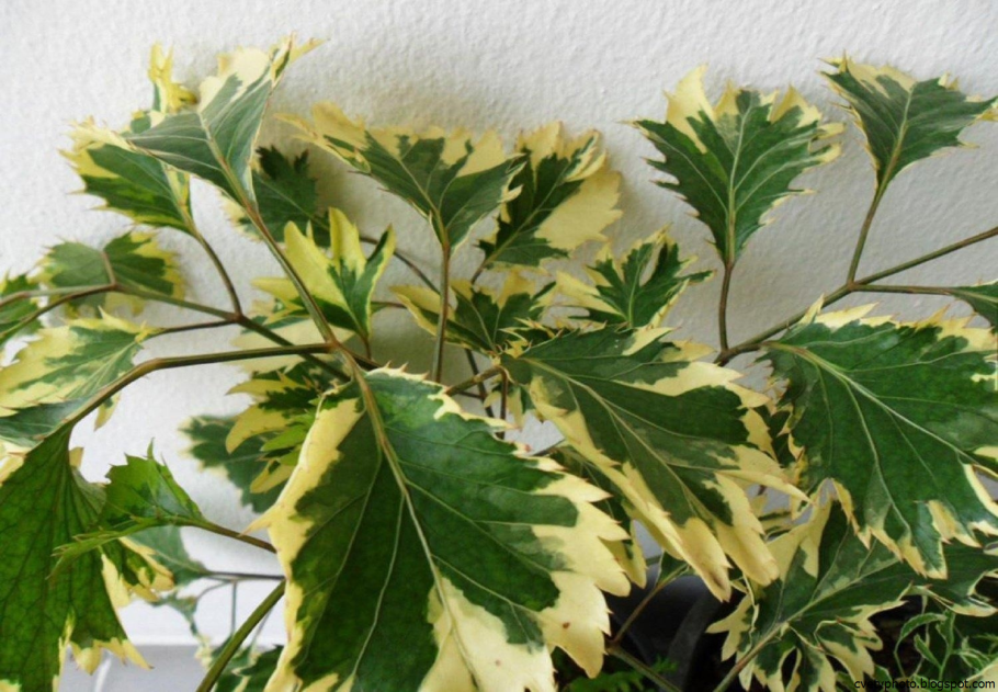 Полисциас Пиноккио вариегатный