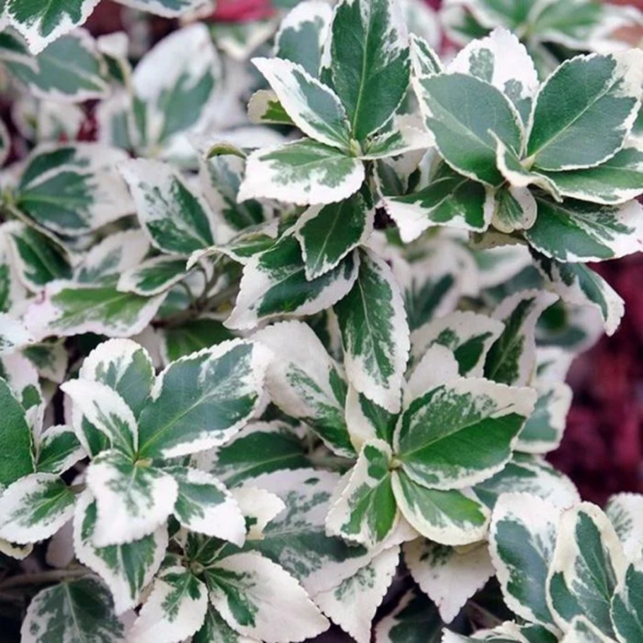 Бересклет Форчуна