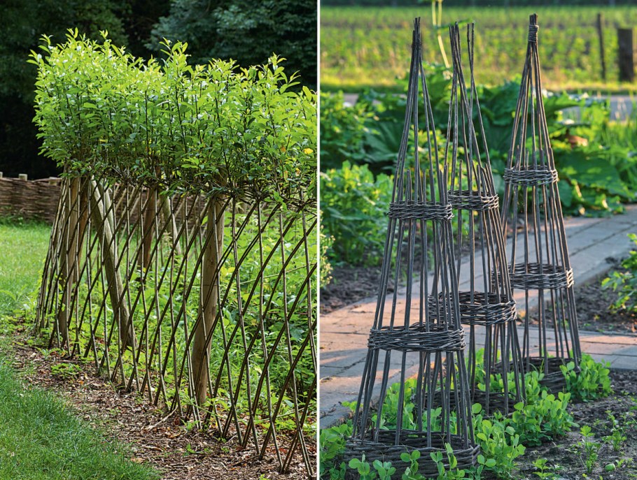 Плетень из живой ивы