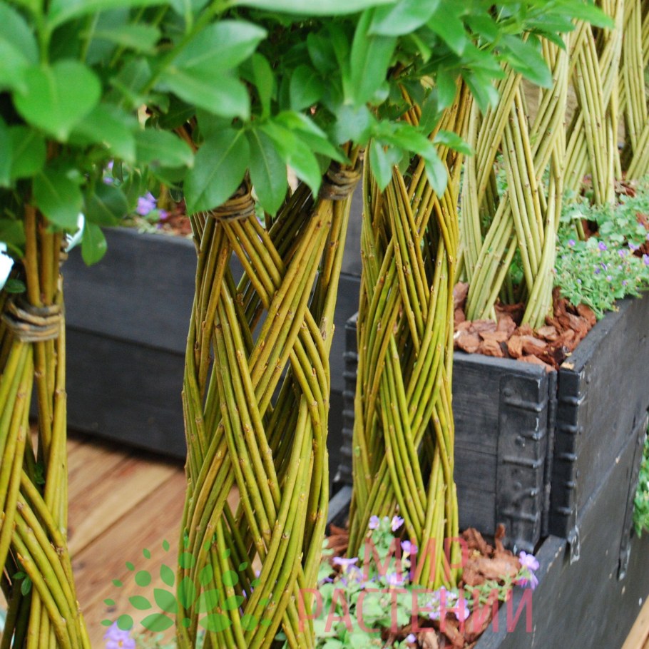 Ива Плакучий Гном в ландшафтном