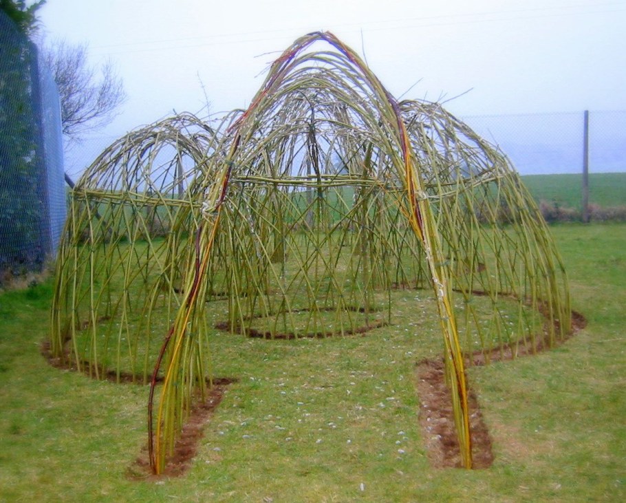 Ива плакучая плетеная