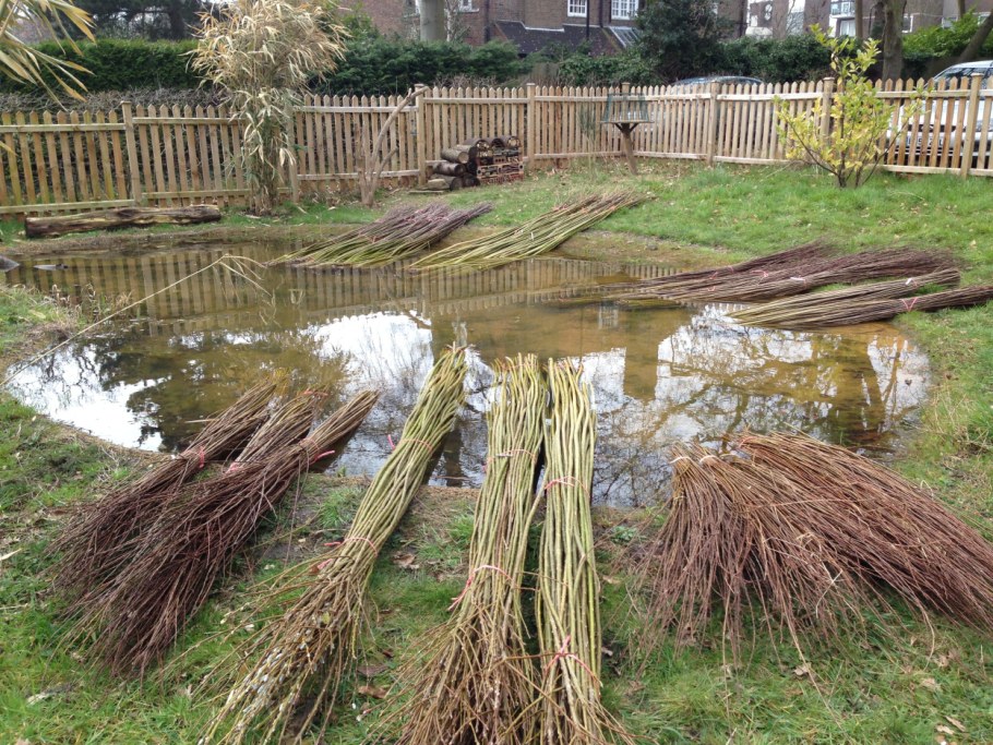 Ива плакучая плетеная