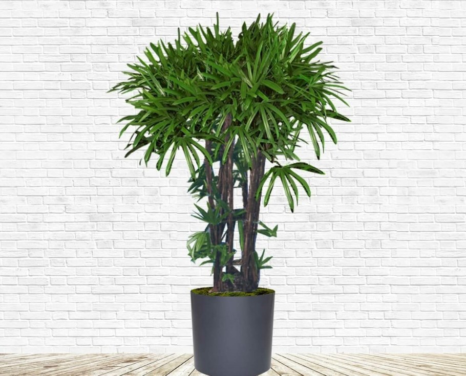 Фикус Рапис