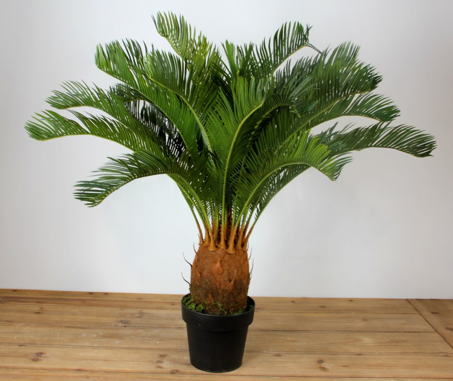 Драцена окаймленная (Dracaena marginata.)