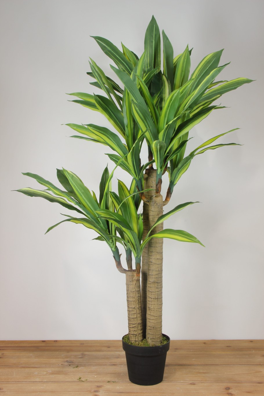 Бамбуковая Пальма хамедорея
