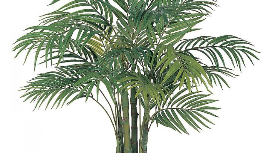 Хамедорея Пальма стебель