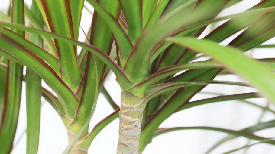 Ливистона круглолистная