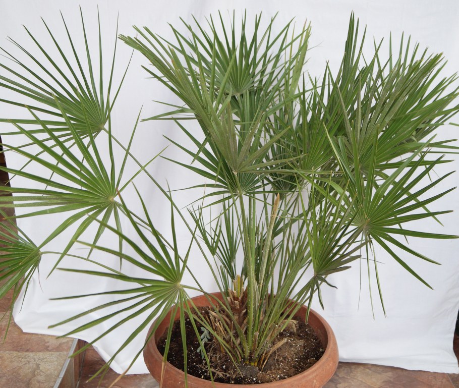 Ховея Хризалидокарпус