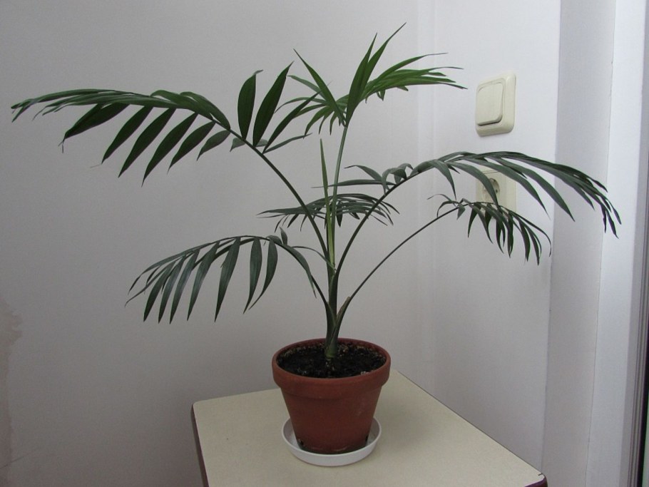 Трахикарпус Форчуна