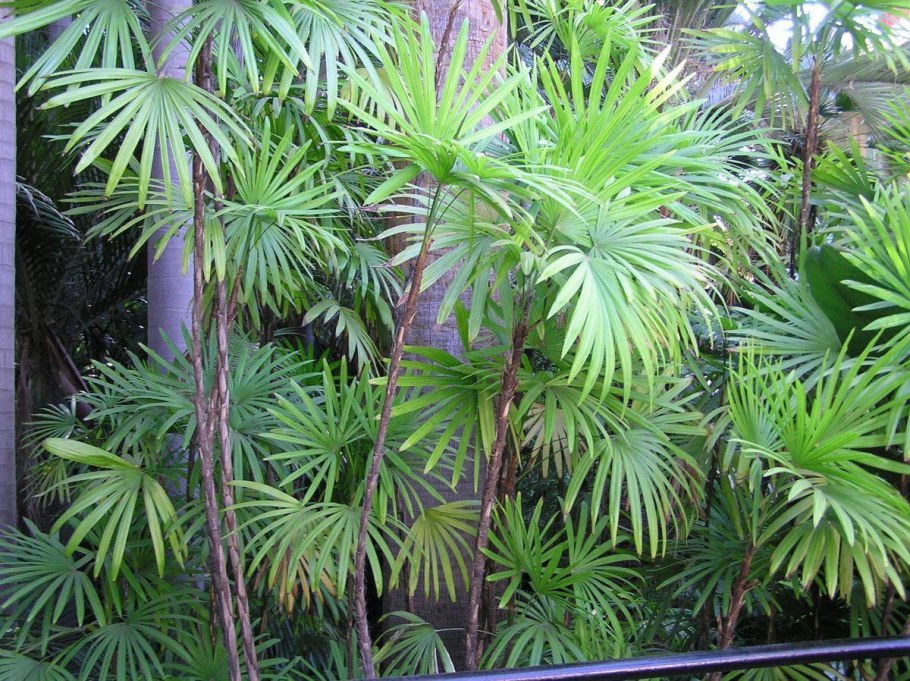 Пахиподиум geayi