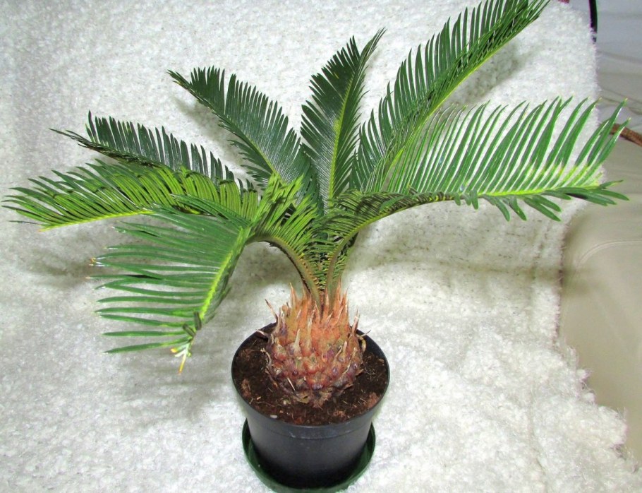 Цикас революта