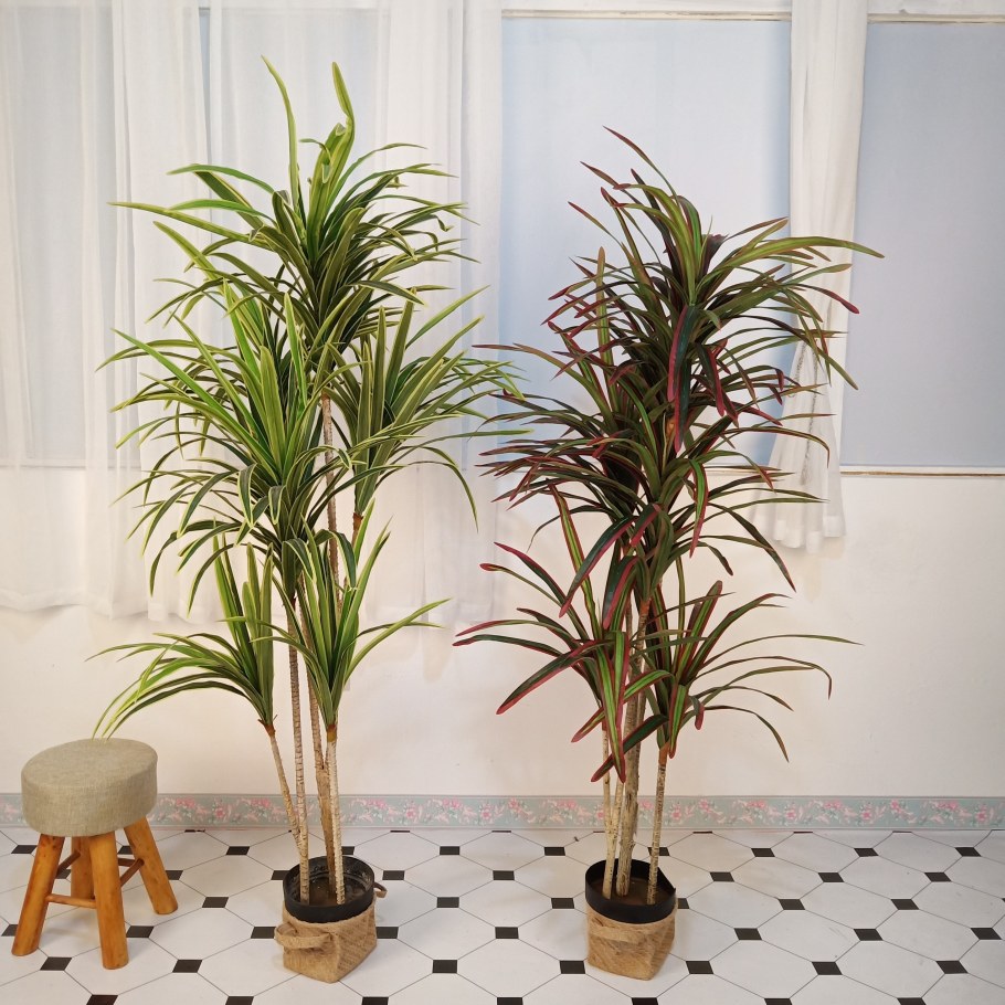 Опека Хризалидокарпус