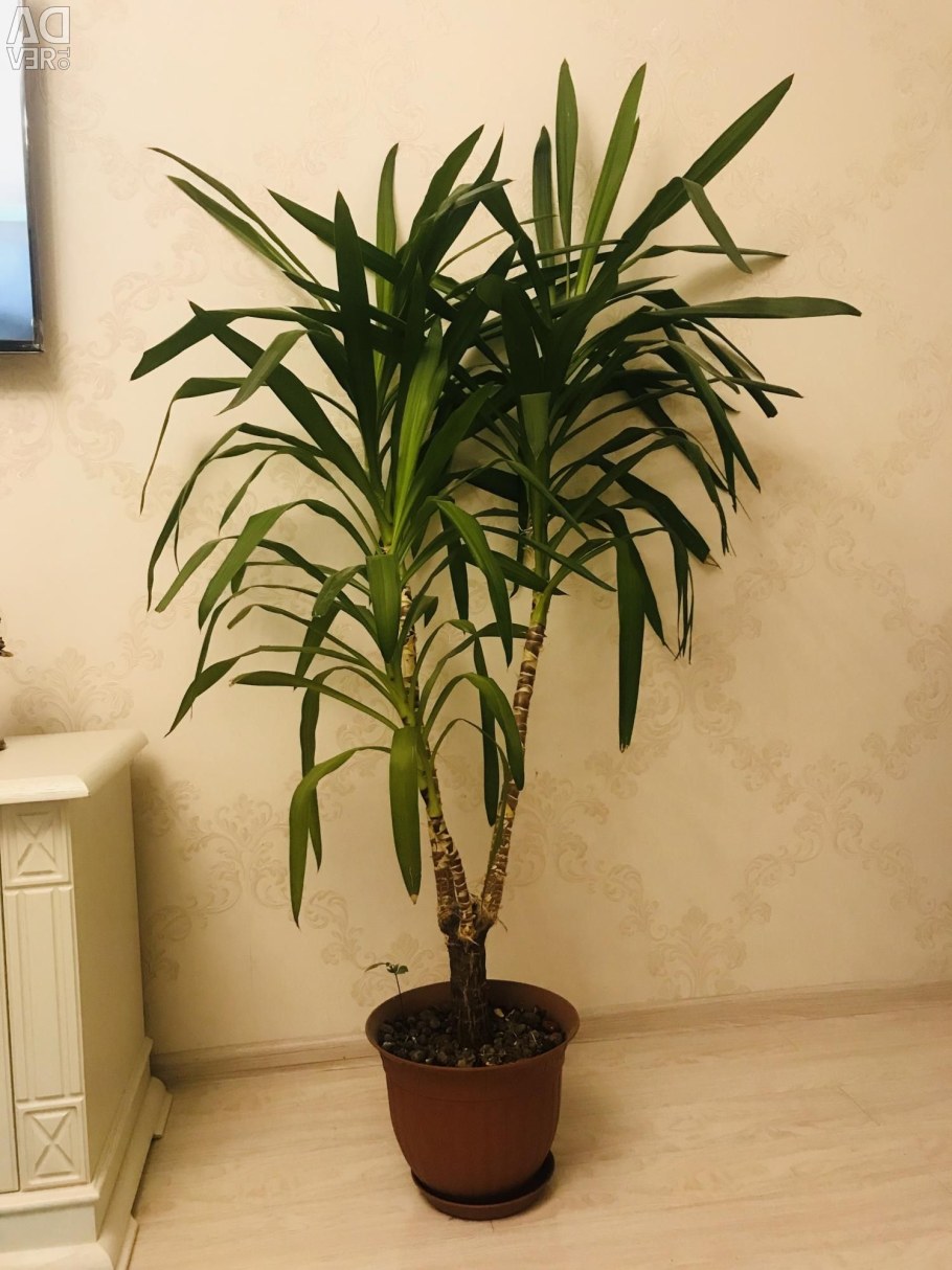 Финик Робелена Phoenix roebelenii