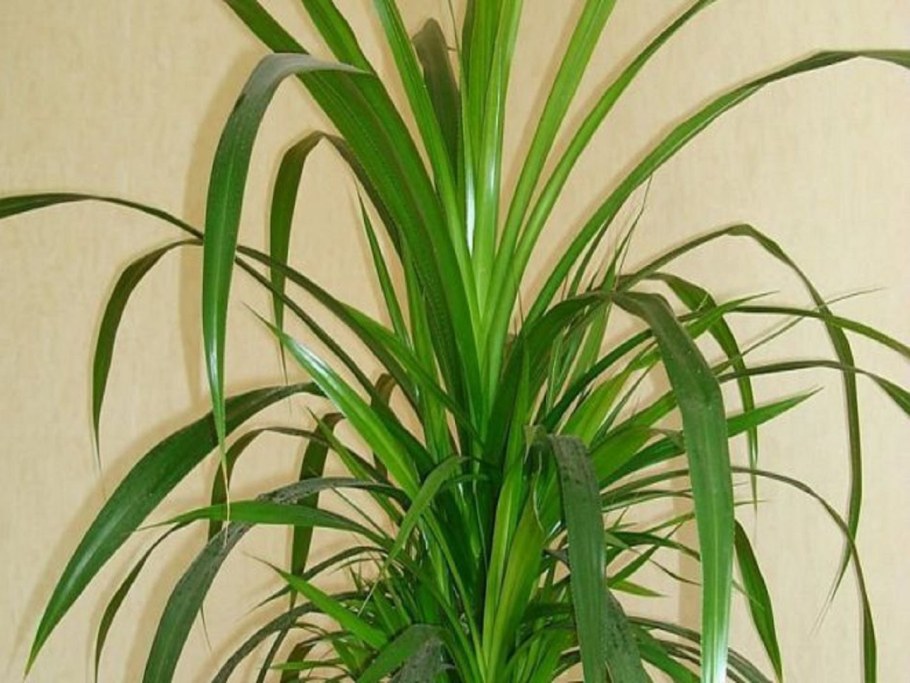 Пальма Арека Парадиз