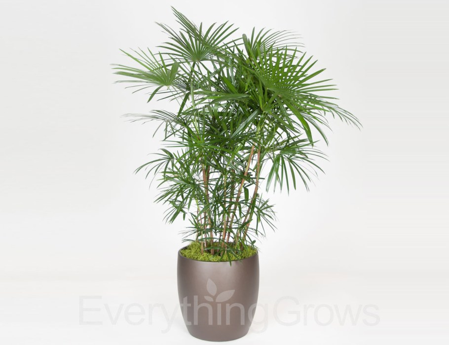 Вашингтония нитчатая