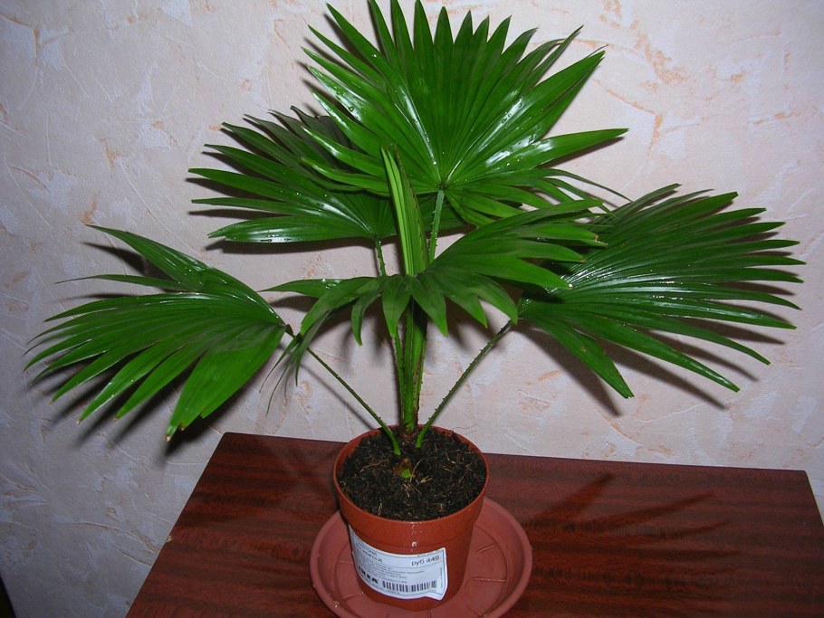 Ховея Хризалидокарпус