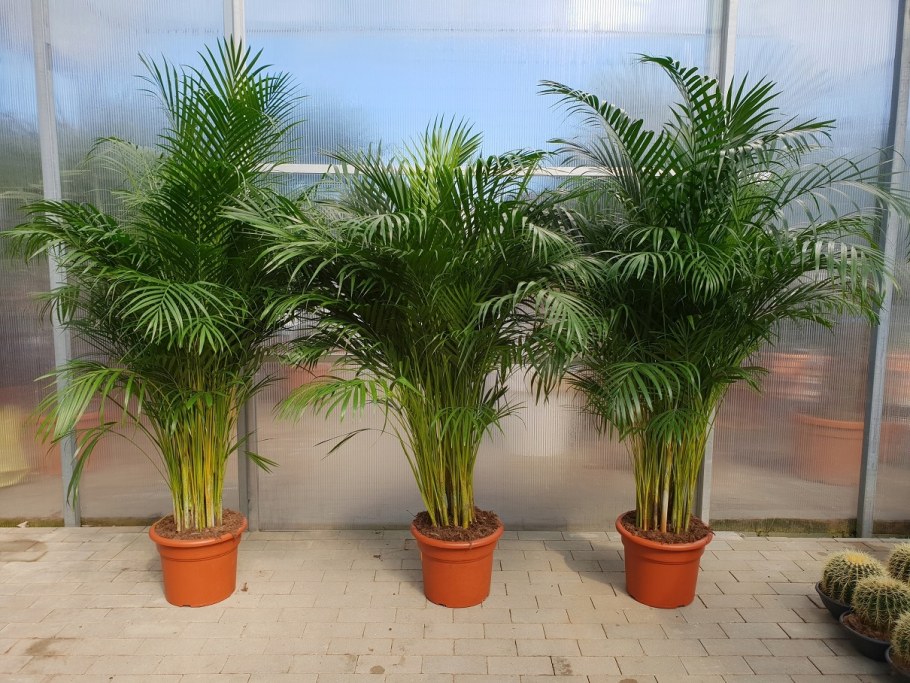 Пальма Цикас