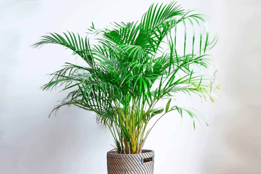 Цикас революта боковой побег детка