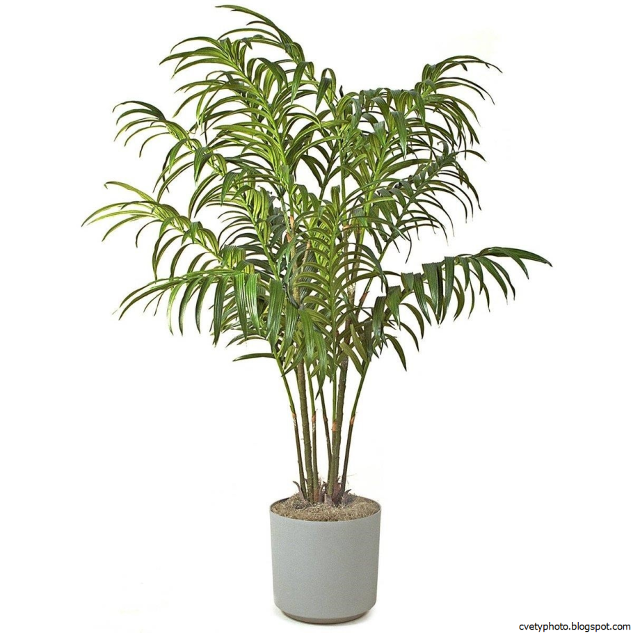 Ливистона китайская нефрит