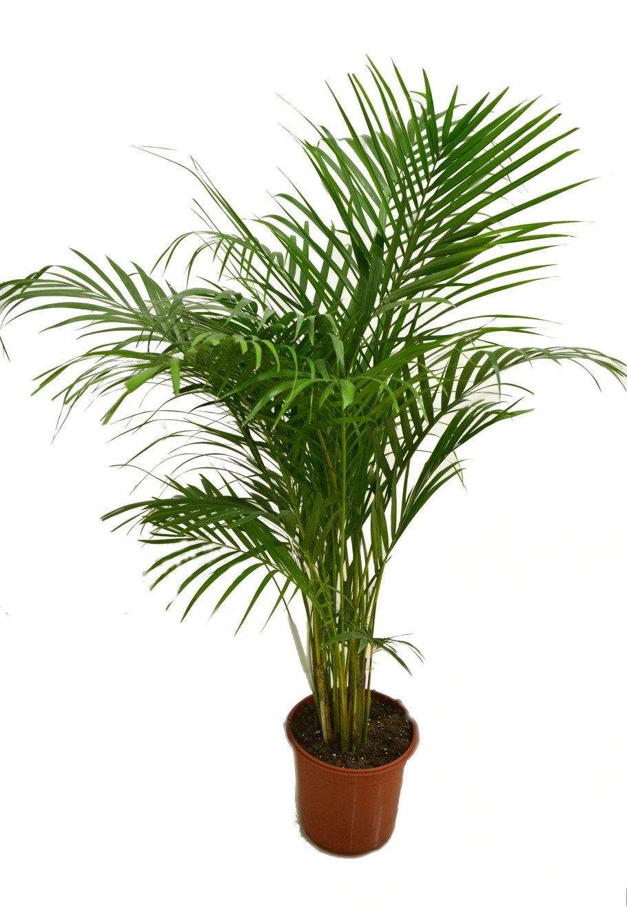 Финик Робелена