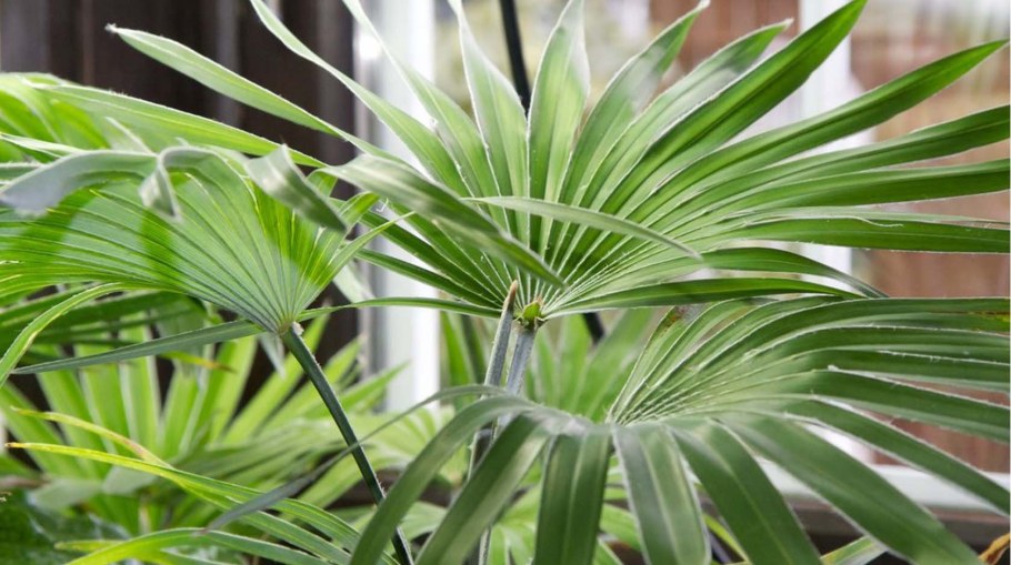 Рапис Пальма узколистная