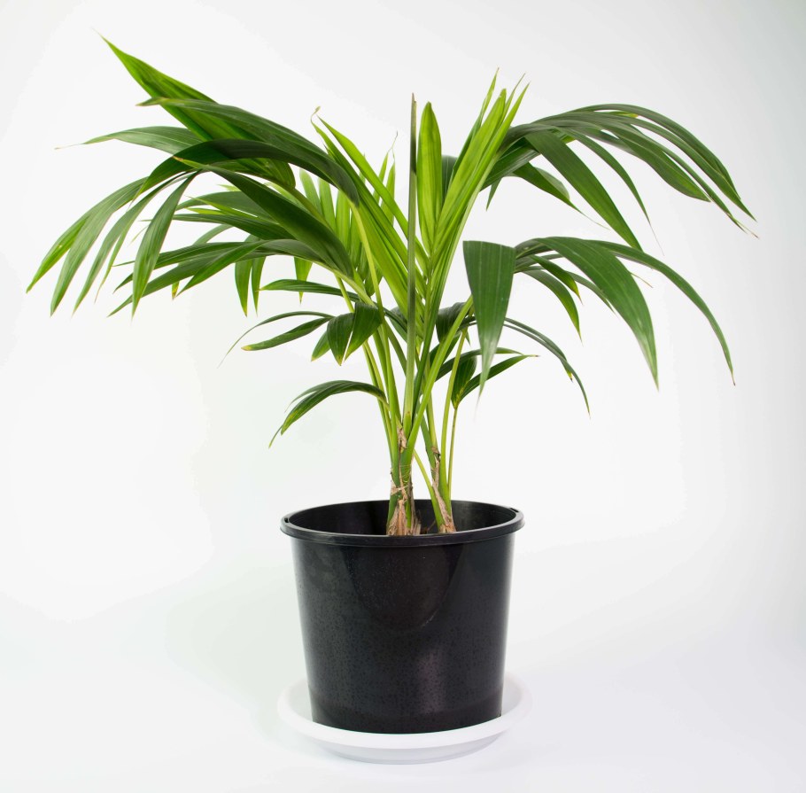 Драцена окаймлённая Маргината