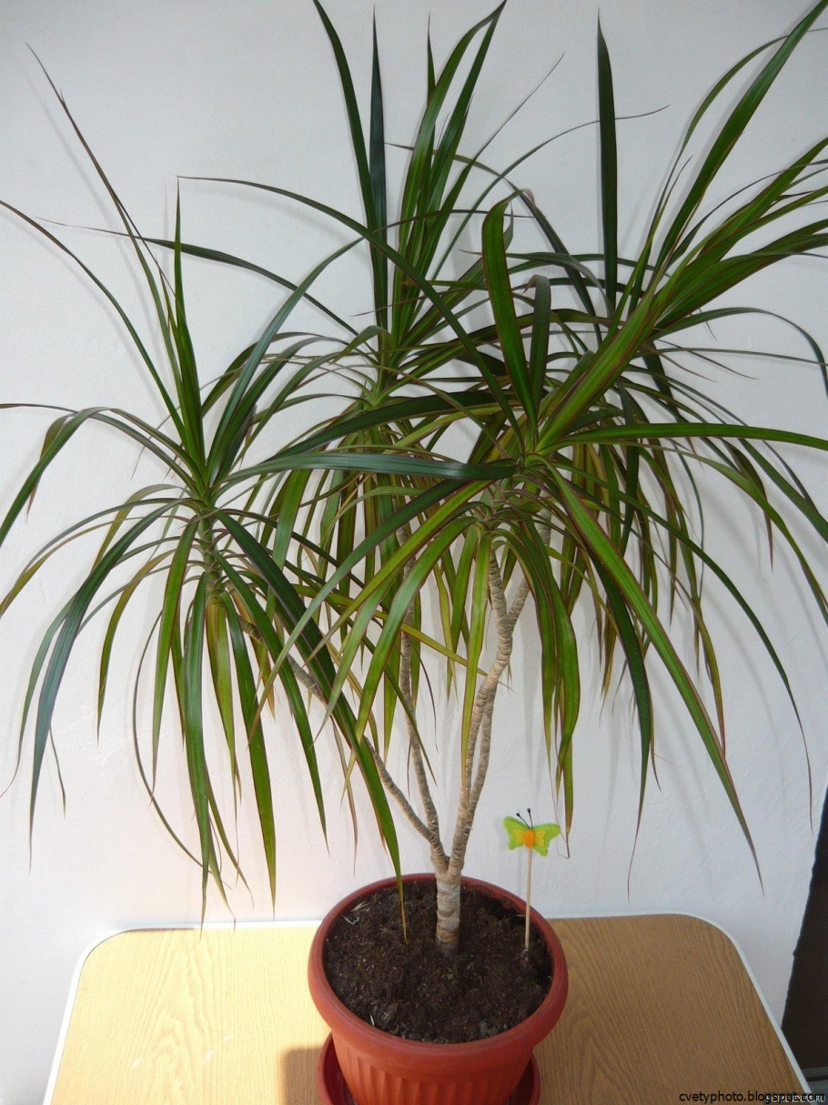 Пальма Драцена