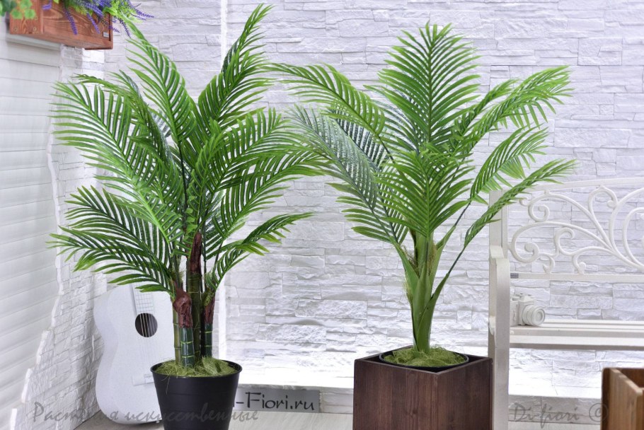 Пальмы сорта Хамеропс