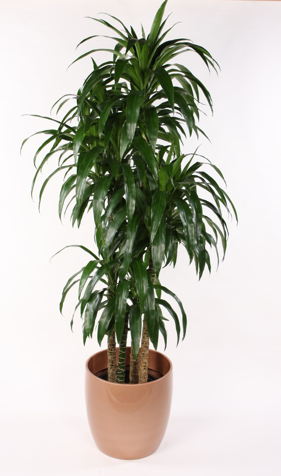 Хризалидокарпус мадагаскарский