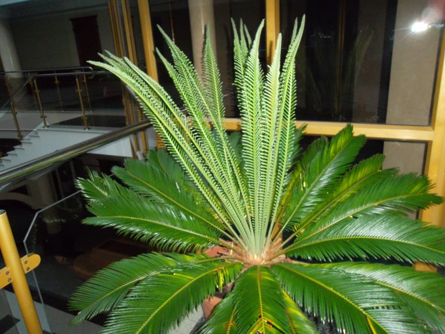 Гибсис Пальма