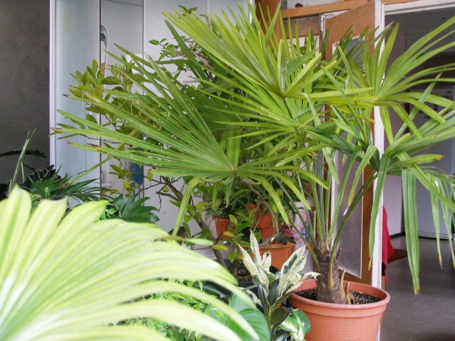 Ливистона Ротундифолия