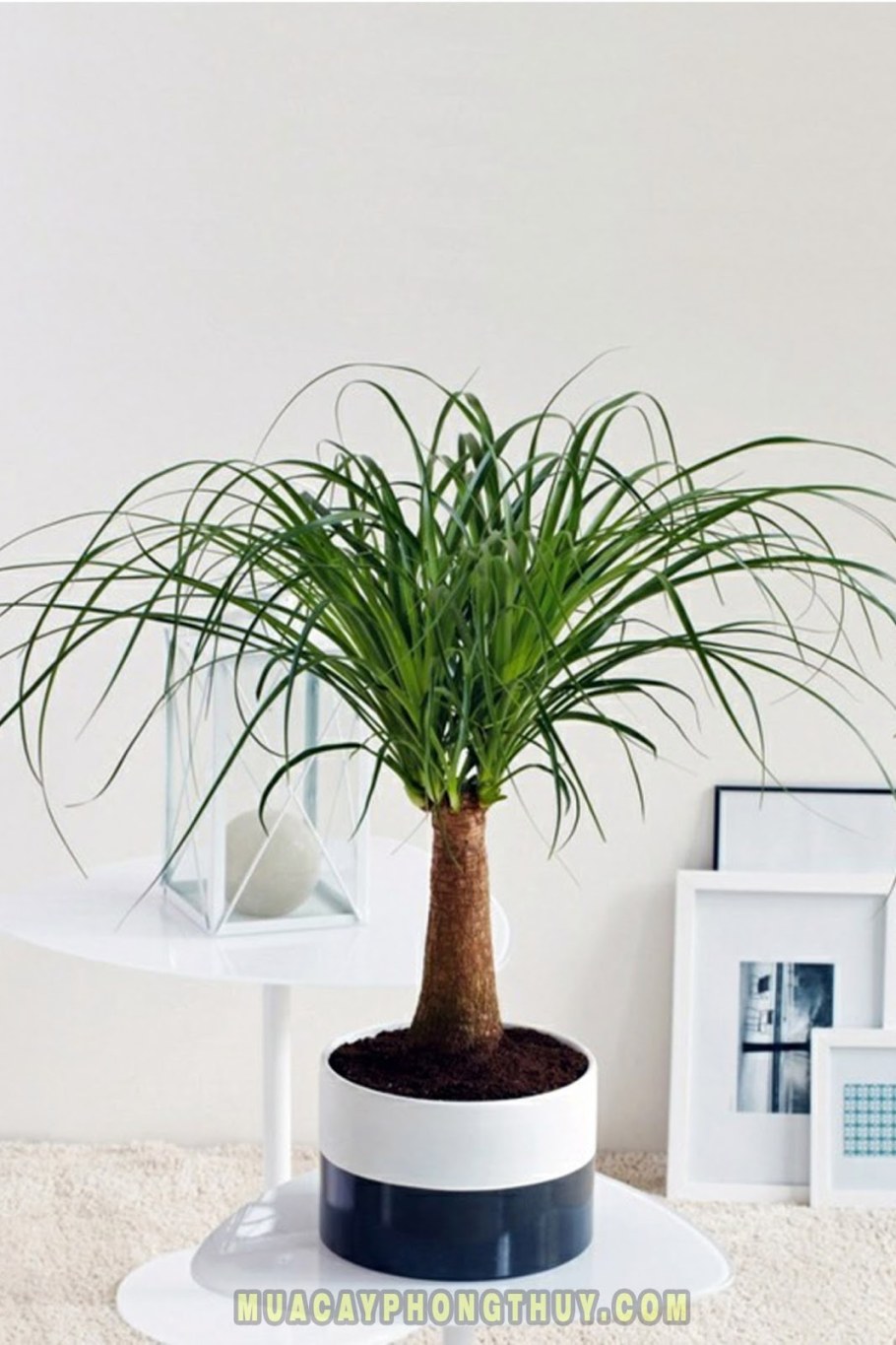 Саговник Энцефаляртос