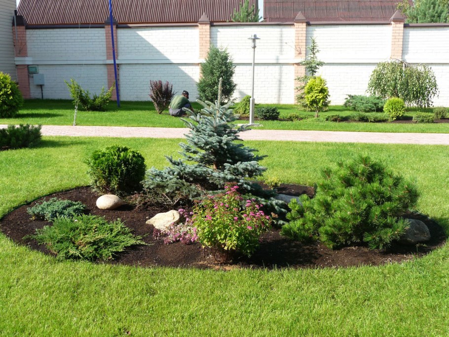 Хвойники вокруг круглого газона