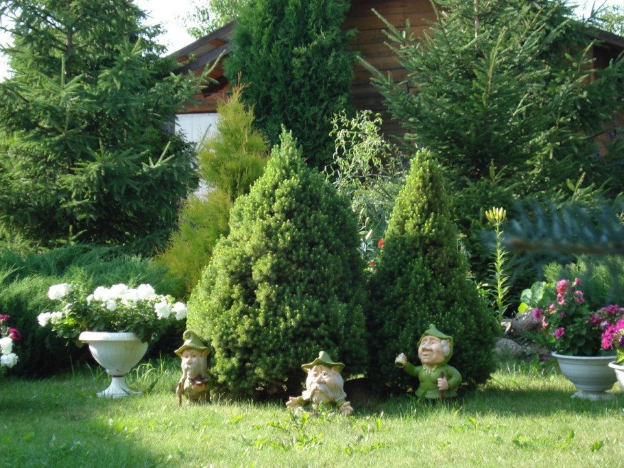 Среднерослые хвойники