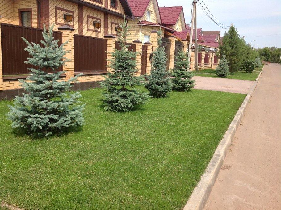 Ель на участке