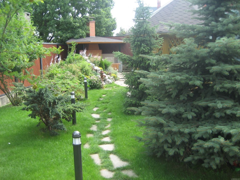 Елки на участке