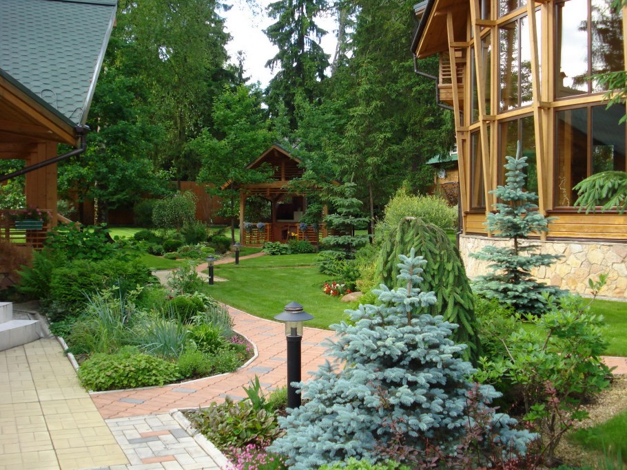 Ландшафт с елями на участке