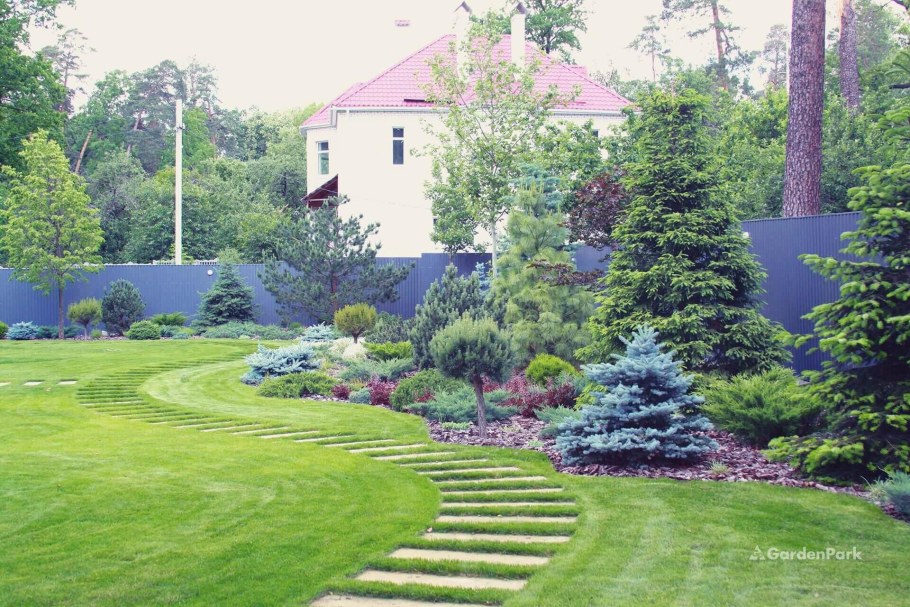 Ландшафт с елями на участке