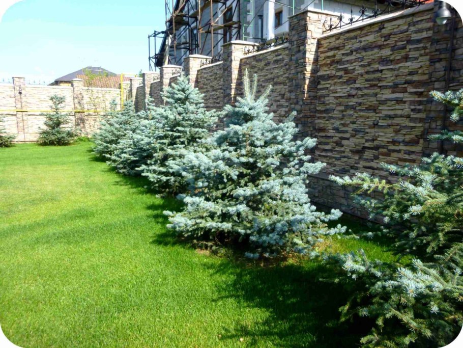 Пихта Сильберлок в миксбордере