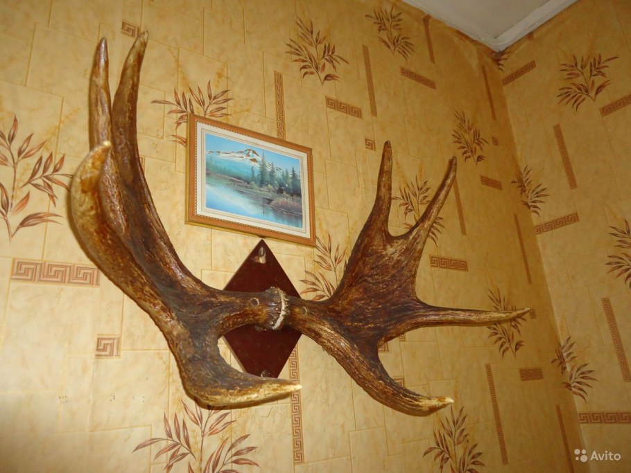 Рога на стену