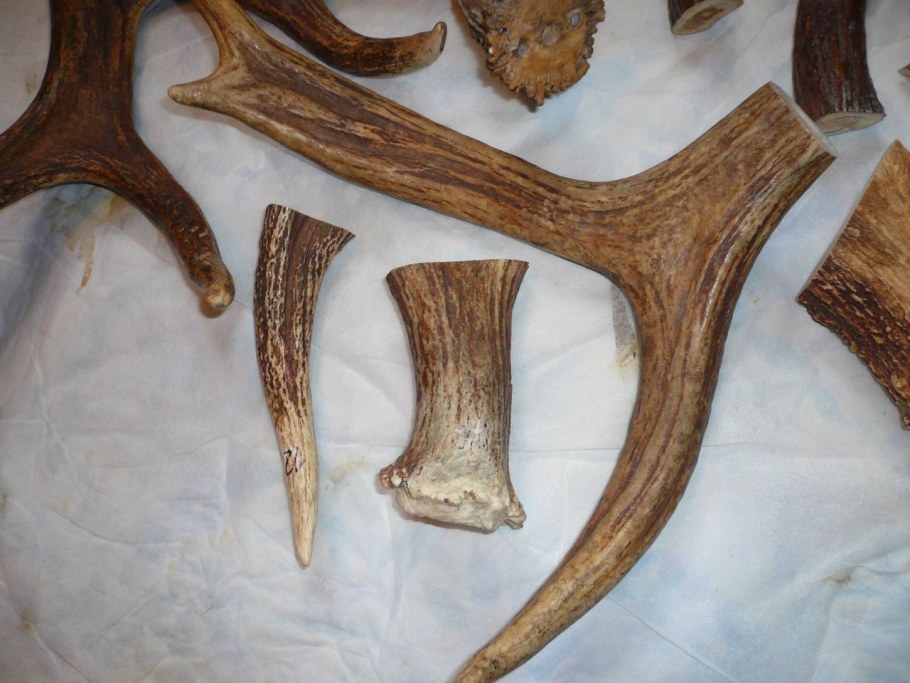 Из рога лося