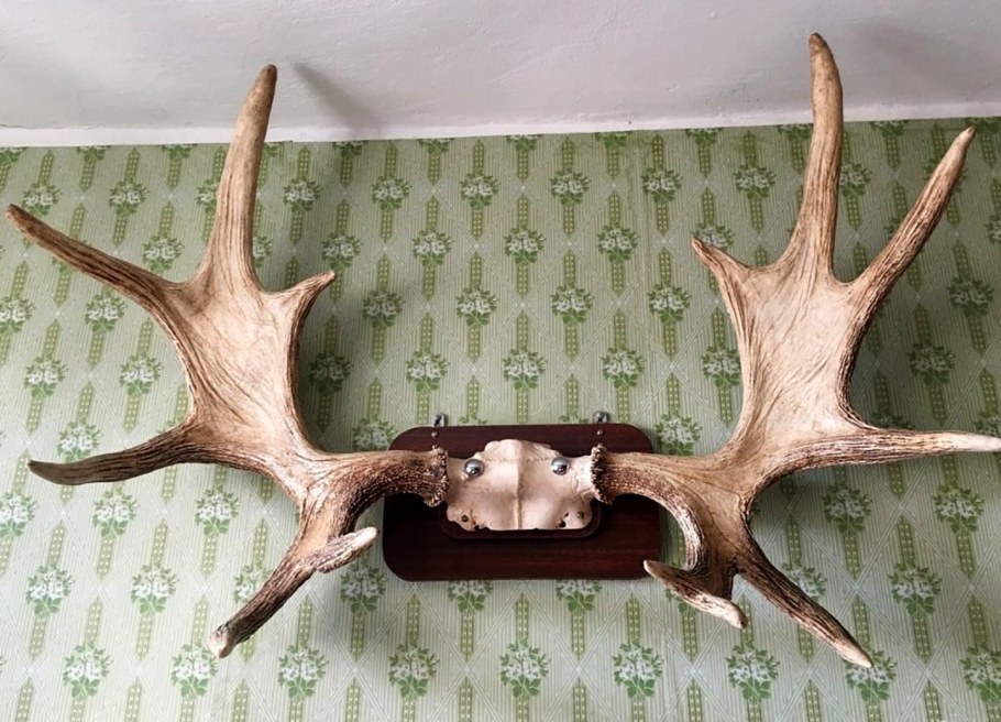 Расписные рога сохатого