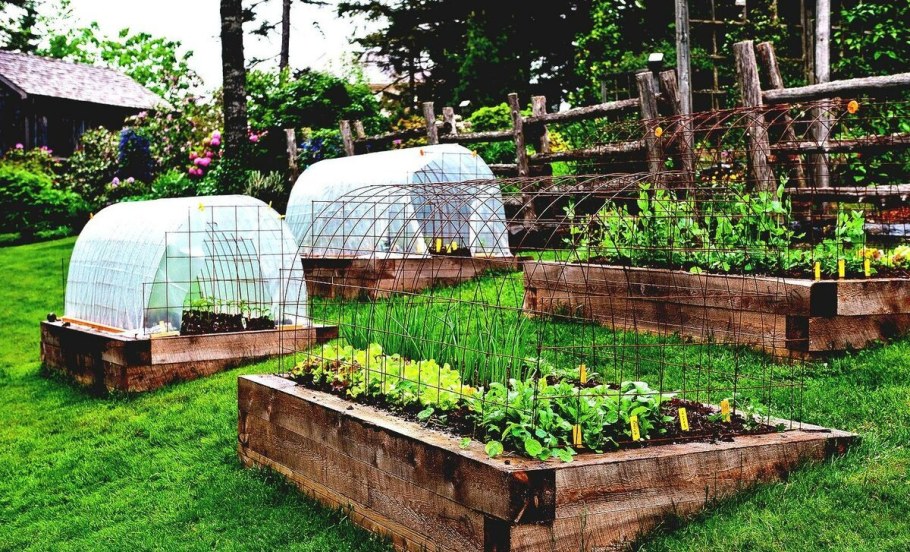 Дачные грядки