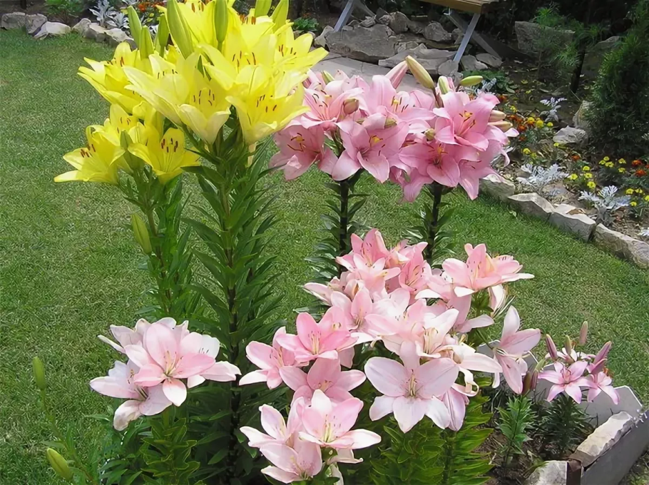 Клумба из лилий