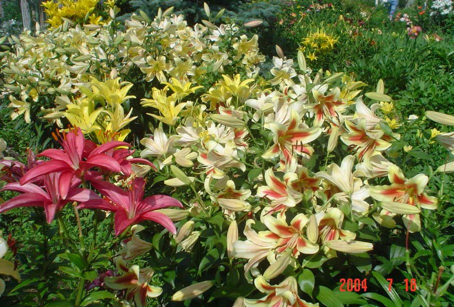 Лилии восточные на клумбе