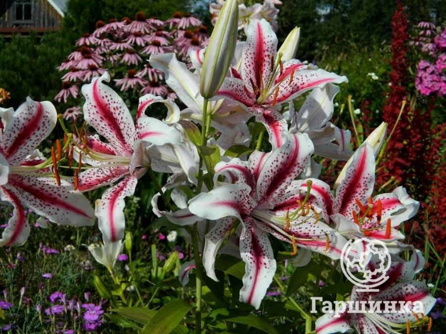 Лилия Колизей