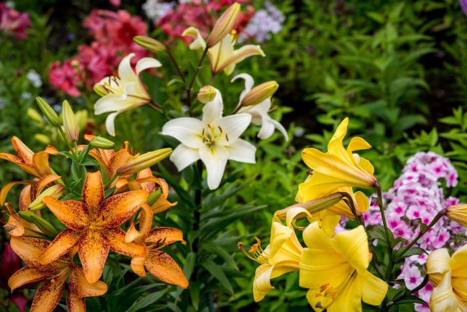 Лилия скубиду