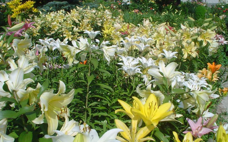 Лилия флешпоинт в ландшафте