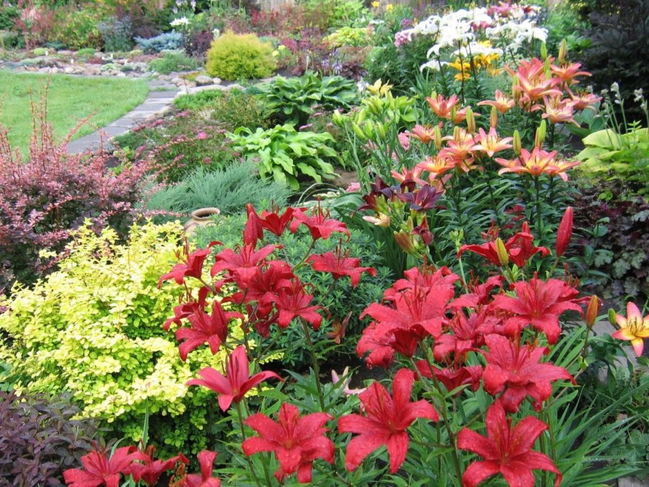 Лилии в миксбордере